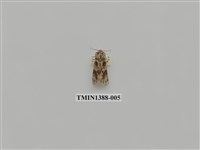 藏品(夜蛾科)的圖片